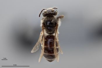 Media type: image;   Entomology 771538 Aspect: habitus dorsal view